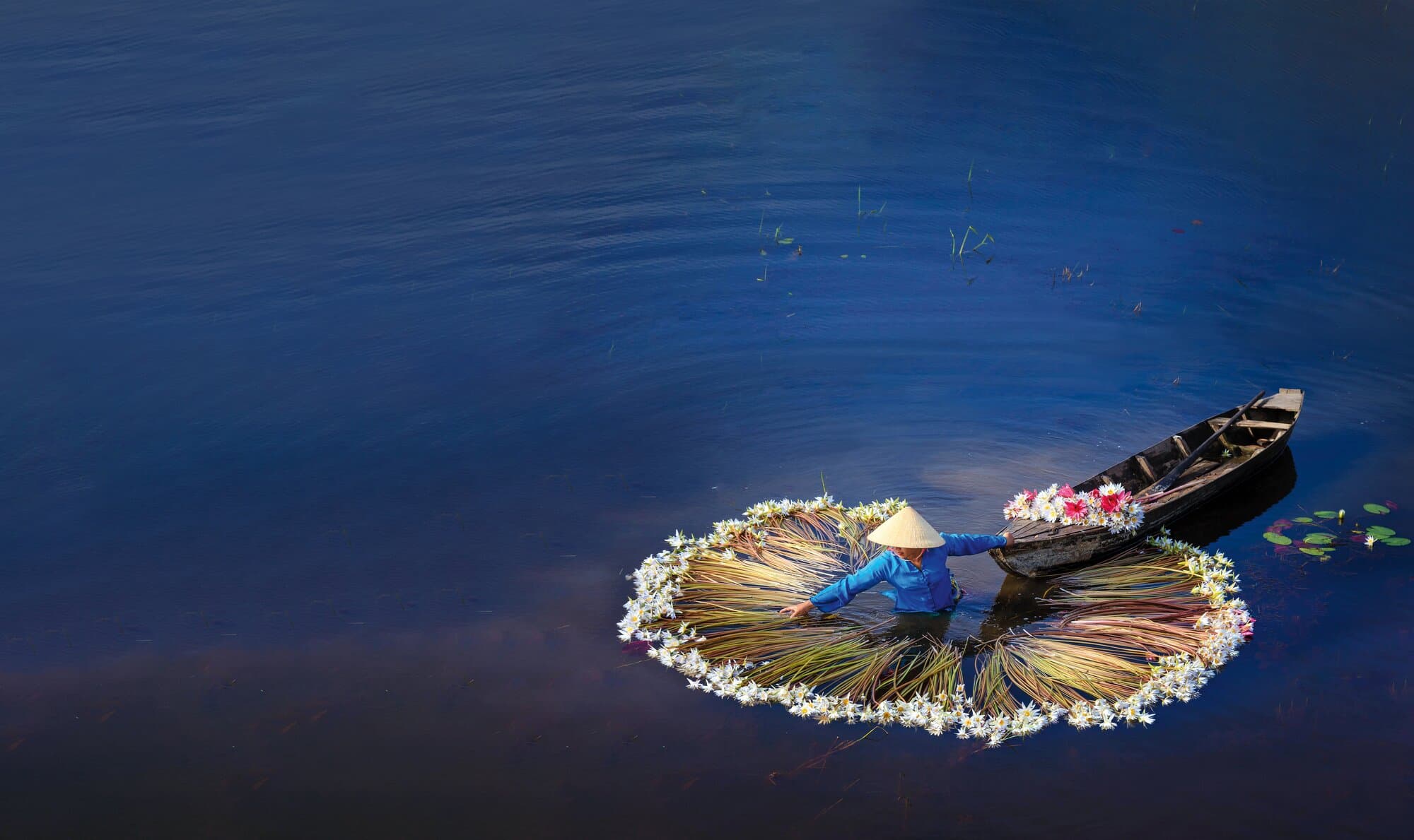 Water lilies along the Mekong River