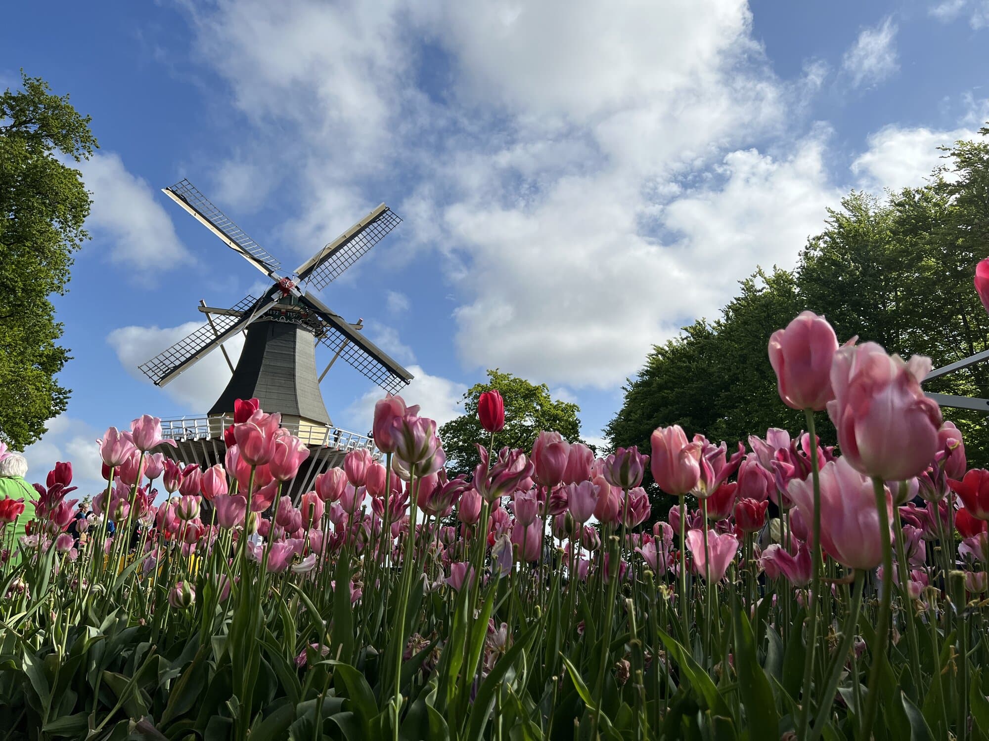 Tulips and Windmill in Keukenhof